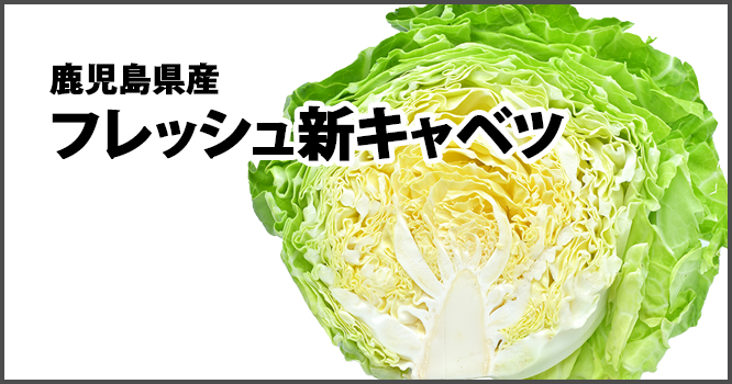 鹿児島県産フレッシュ新キャベツFresh