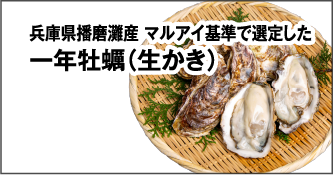 兵庫県播磨灘産 マルアイ基準で選定した 一年牡蠣（生かき）