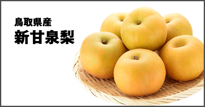 鳥取県産新甘泉梨