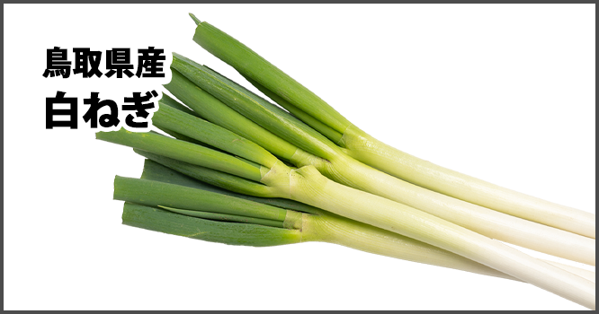 鳥取県産白ねぎ