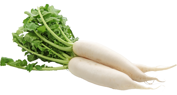 鹿児島県産大隅半島育ちのだいこん